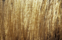 Feather reed grass Calamogrostis x acutiflora 'Karl Foerster'.