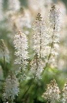 Foam Flower, Tiarella cordifolia.