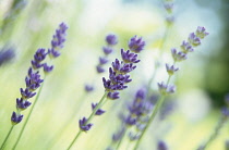 Lavender, Lavandula augustifolia.