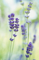 Lavender, Lavandula augustifolia.