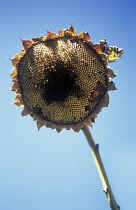 Sunflower, Helianthus.