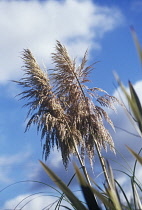 Pampasgrass, Cordateria.