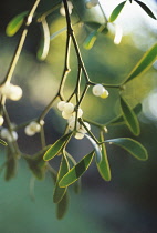 Mistletoe, Viscum album.