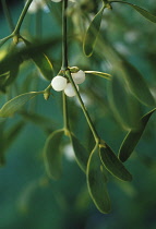 Mistletoe, Viscum album.