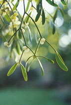 Mistletoe, Viscum album.