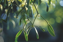 Mistletoe, Viscum album.