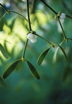 Mistletoe, Viscum album.