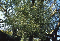 Mistletoe, Viscum album.