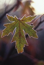 Sweetgum, Liquidambar styraciflua.