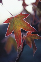 Sweetgum, Liquidambar styraciflua.