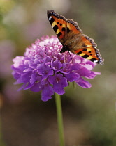 Scabious, Scabiosa.