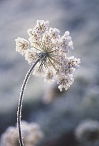 Carrot, Wild carrot, Daucus carota.