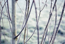 Birch, Betula jacquemontii.