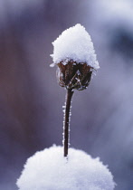 Phlomis, Phlomis russeliana.