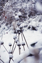 Phlomis, Phlomis russeliana.