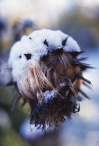 Cardoon, Cynara cardunculus.