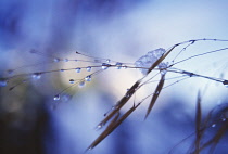 Golden Oats, Stipa gigantea.