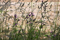 Campion, red, Silene dioica.