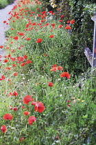 Poppyfield, Papaver rhoeas.