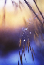 Golden Oats, Stipa gigantea.