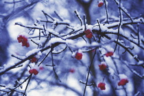 Spindle Tree, Euonymus europaeus.