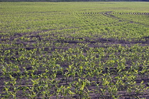 Sweetcorn, Zea mays.