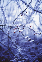 Spindle Tree, Euonymus europaeus.