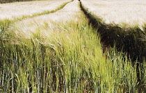 Barley, Hordeum vulgare.