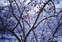 Spindle Tree, Euonymus europaeus.