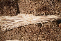 Reeds, Sedge, Phragmites australis.