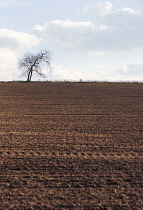 Oak, Acorn, Quercus.