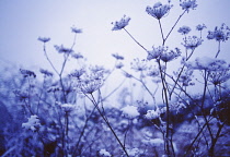 Fennel, Foeniculum vulgare.