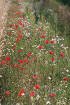 Poppyfield, Papaver rhoeas.