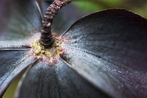 Hellebore, Helleborus orientalis hybrids.