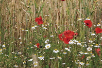 Poppyfield, Papaver rhoeas.