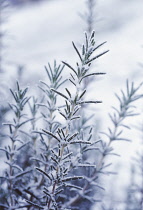 Rosemary, Rosmarinus officinalis.