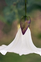 Bindweed, Convolvulus arvensis.