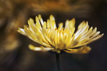 Chrysanthemum.