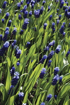 Grape Hyacinth, Muscari latifolium.