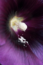 Hollyhock, Alcea rosea.