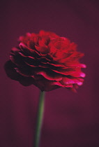 Ranunculus.