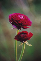 Ranunculus.