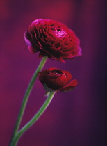 Ranunculus.