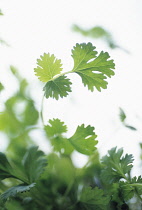 Coriander, Coriandrum sativum.