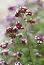 Marjoram, Oregano, Origanum vulgare.