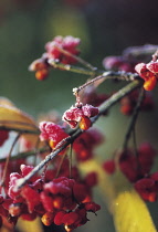 Spindle Tree, Euonymus europaeus.