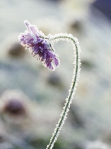 Scabious, Field scabious, Knautia arvensis.