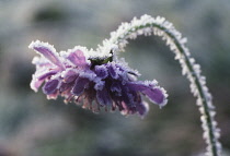 Scabious, Field scabious, Knautia arvensis.