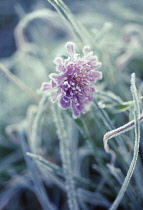 Scabious, Field scabious, Knautia arvensis.