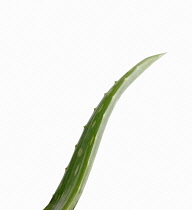 Aloe Vera.